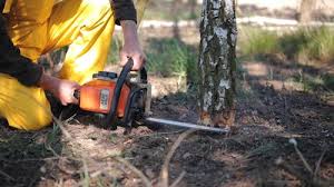 Best Tree and Shrub Care  in Ofallon, IL