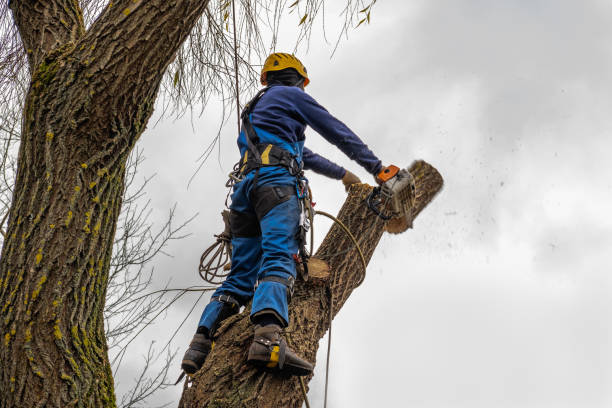 Professional Tree Removal in Ofallon, IL