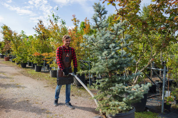 Best Pest Control for Lawns  in Ofallon, IL